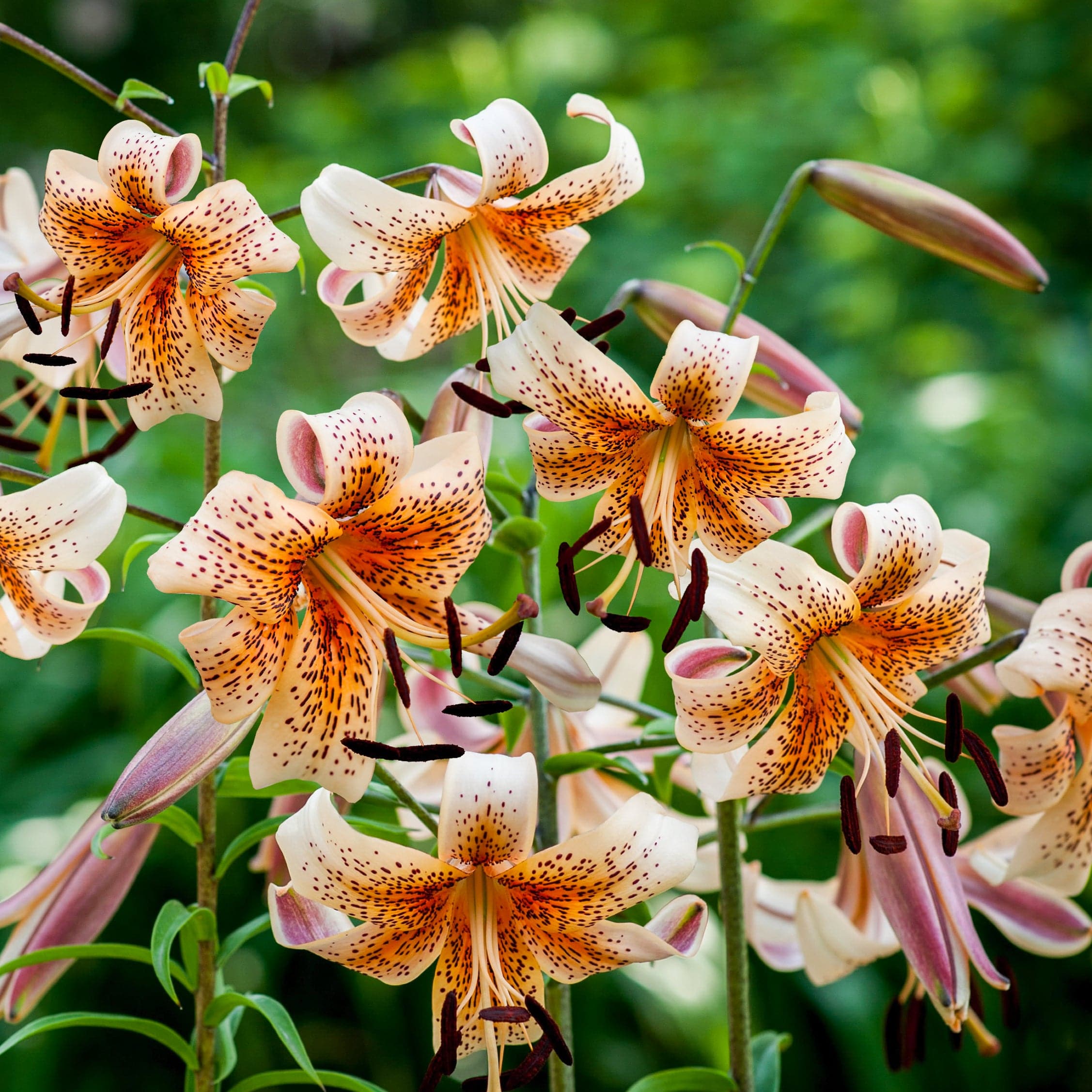 Lily "Tiger Babies